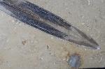Hibolithes sp. (MONTFORT 1808) - Bild &copy; FossNet FossilienStore